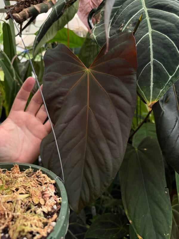 “Justin” x (papillilaminum “RLFS” x antolakii “Felix”) mother plant, photo 3 of 3