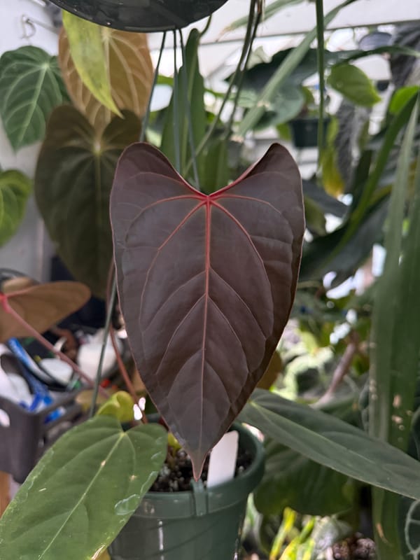 "Jarrett" mother plant, photo 2 of 5