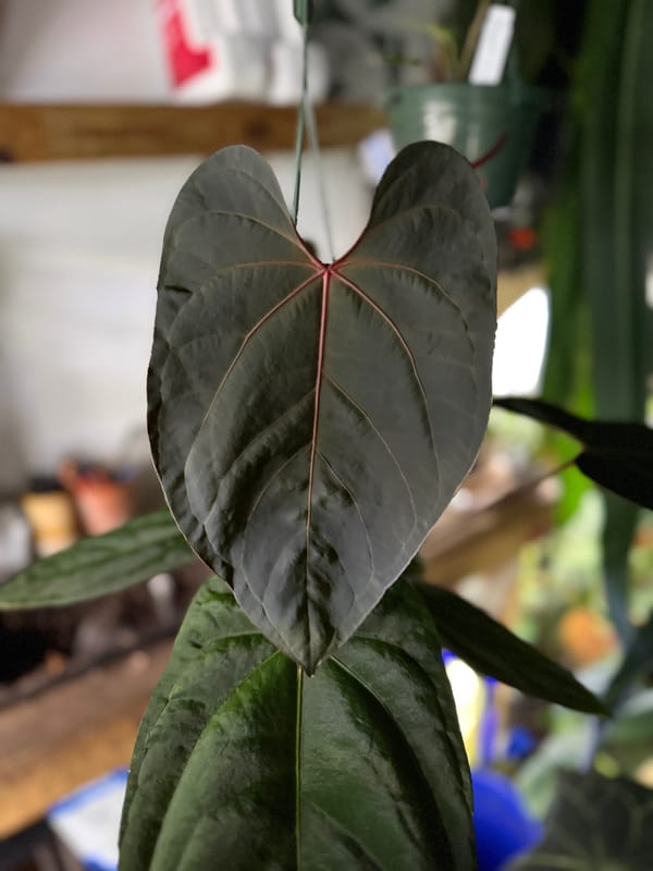 "Jarrett" mother plant, photo 3 of 5