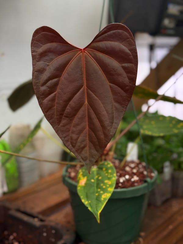 "Jarrett" mother plant, photo 4 of 5
