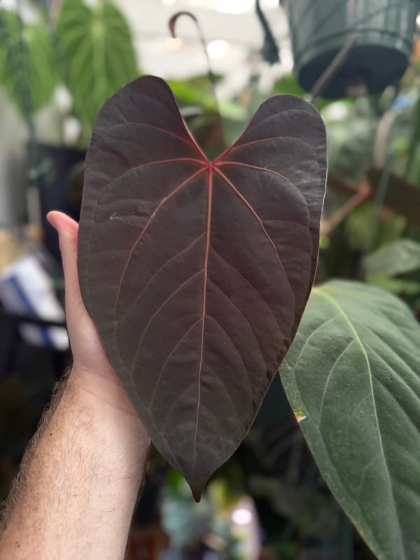 "Jarrett" mother plant, photo 5 of 5