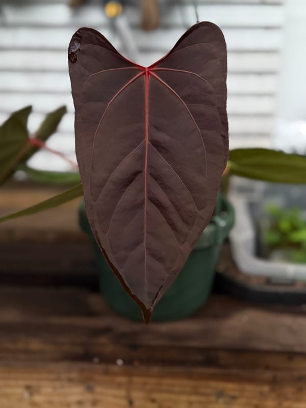"Jarrett" mother plant, photo 1 of 5