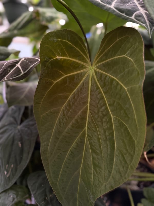 "Jenn" mother plant, photo 2 of 3
