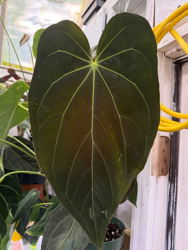 "Jenn" mother plant, photo 3 of 3