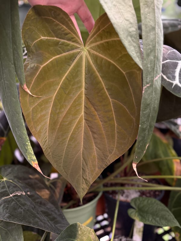 "Jenn" mother plant, photo 1 of 3