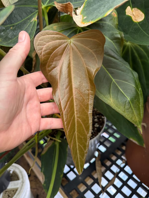 "Justin" - (crystallinum x magnificum) x subsignatum mother plant, photo 2 of 7