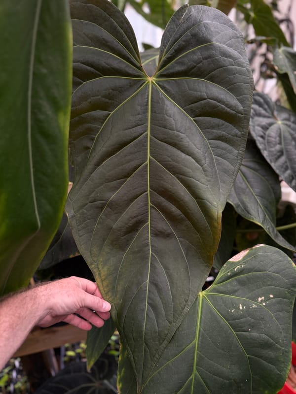 "Justin" - (crystallinum x magnificum) x subsignatum mother plant, photo 3 of 7