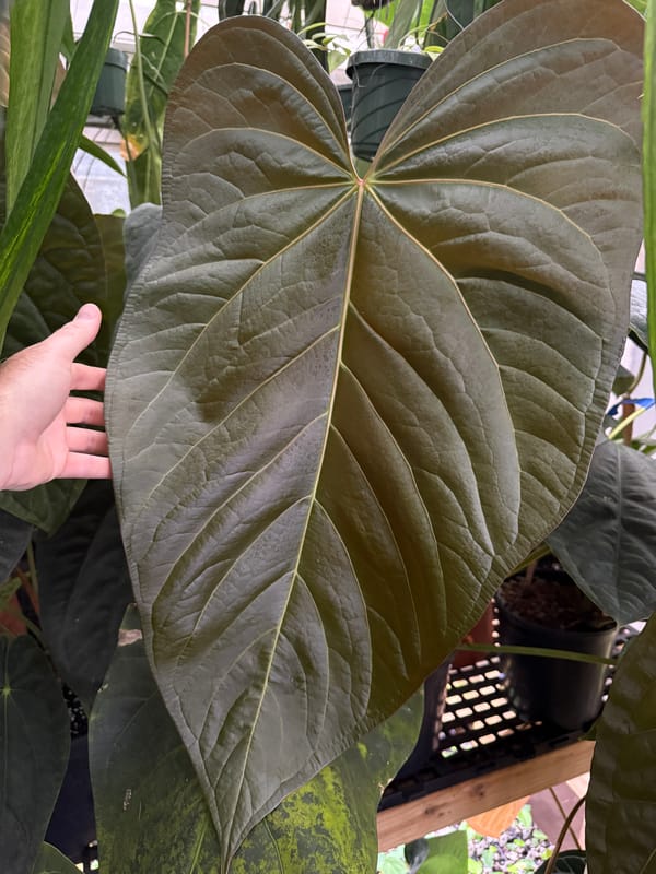 "Justin" - (crystallinum x magnificum) x subsignatum mother plant, photo 4 of 7