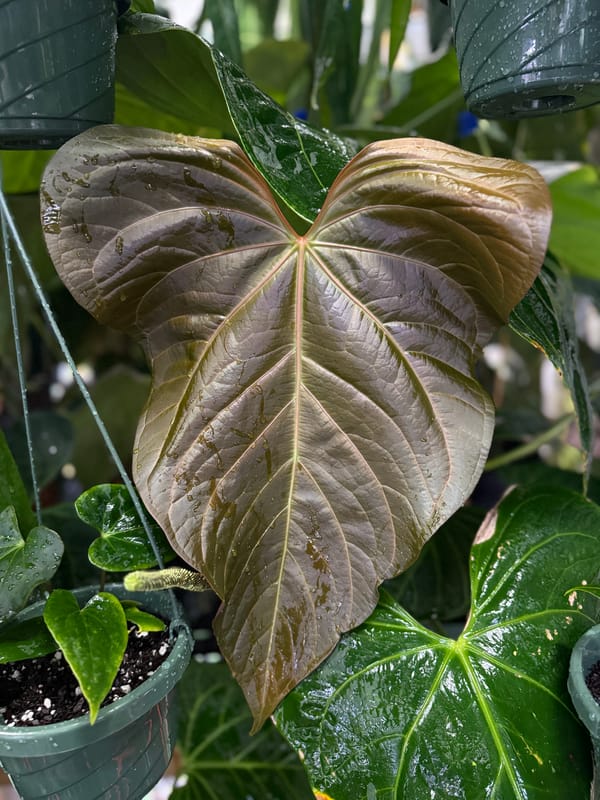 "Justin" - (crystallinum x magnificum) x subsignatum mother plant, photo 5 of 7