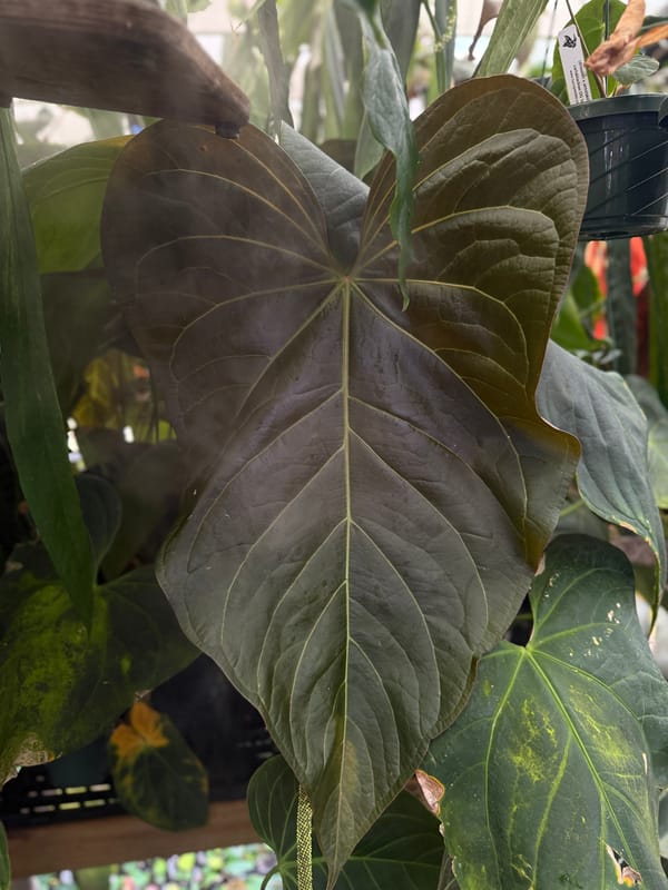 "Justin" - (crystallinum x magnificum) x subsignatum mother plant, photo 6 of 7