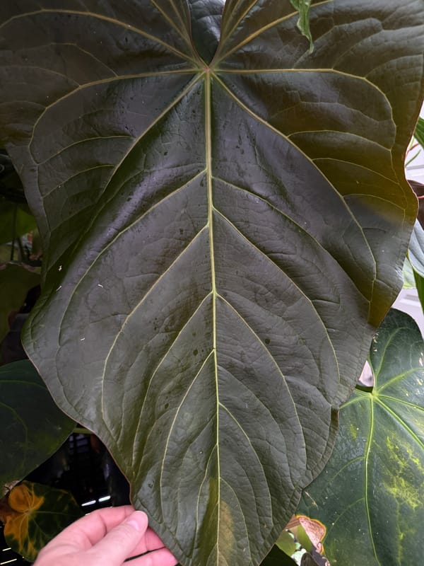 "Justin" - (crystallinum x magnificum) x subsignatum mother plant, photo 7 of 7