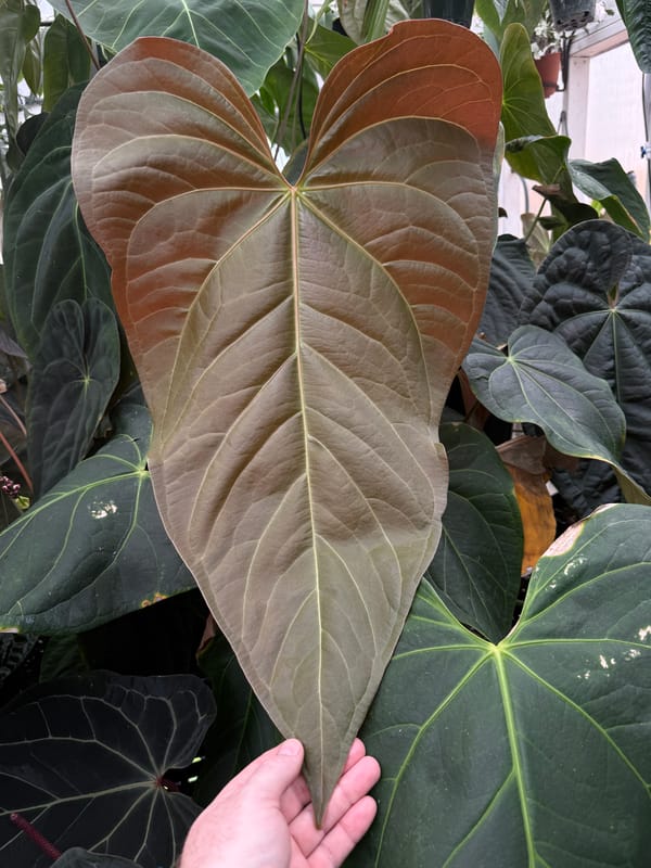 "Justin" - (crystallinum x magnificum) x subsignatum mother plant, photo 1 of 7