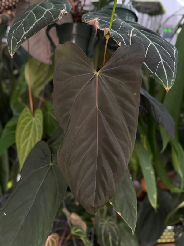 "Justin" x ["Ace of Purps" x (carlablackiae x papillilaminum "RL")] mother plant