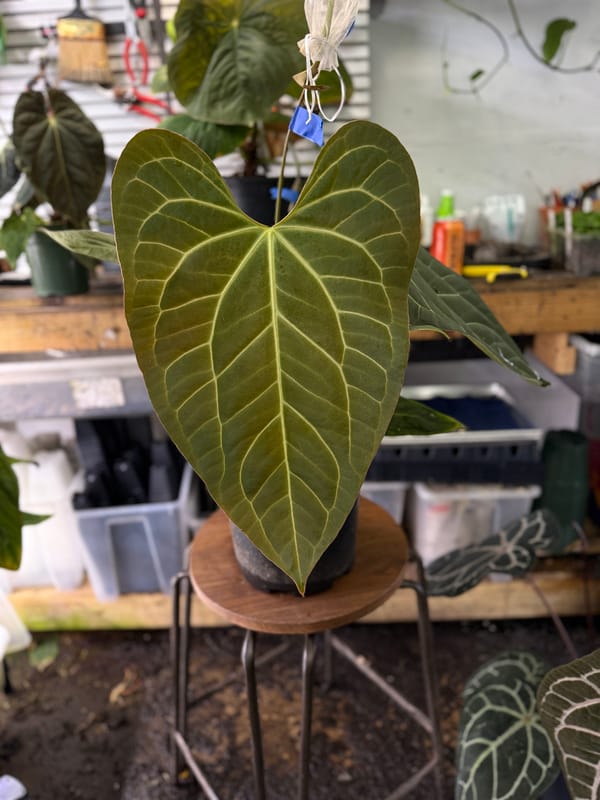 "Justin" x aff besseae mother plant, photo 2 of 5