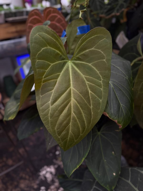 "Justin" x aff besseae mother plant, photo 3 of 5