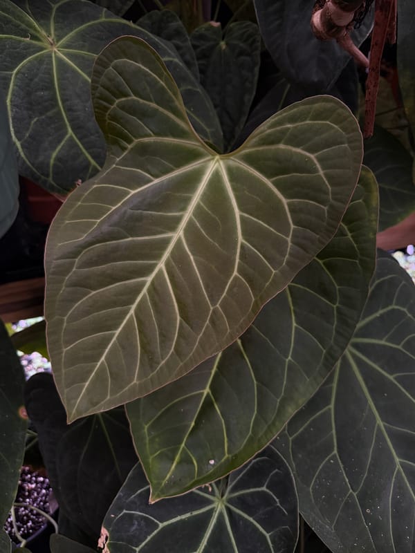 "Justin" x aff besseae mother plant, photo 4 of 5
