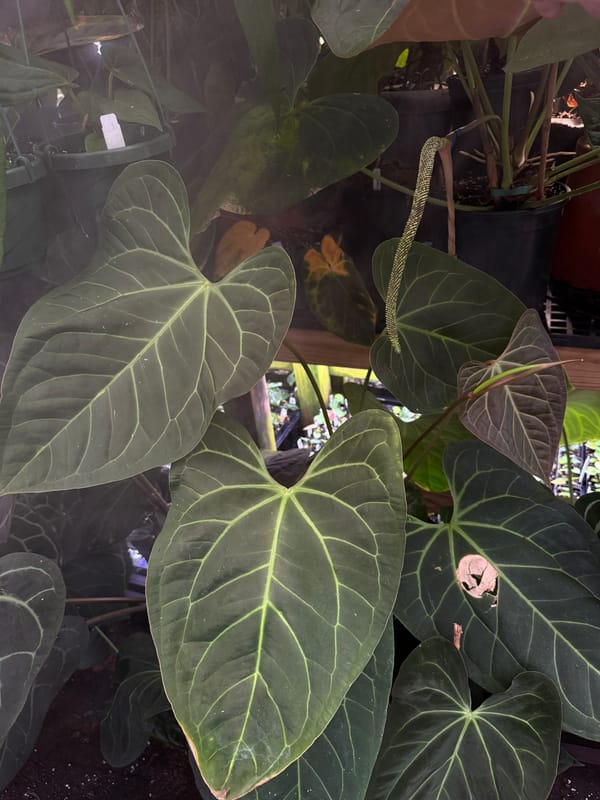 "Justin" x aff besseae mother plant, photo 5 of 5