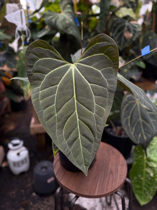 "Justin" x aff besseae mother plant, photo 1 of 5