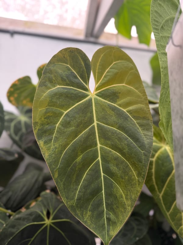 "Justin" x aff besseae variegated mother plant, photo 2 of 2