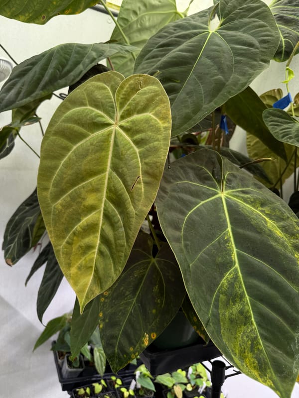 "Justin" x aff besseae variegated mother plant, photo 1 of 2