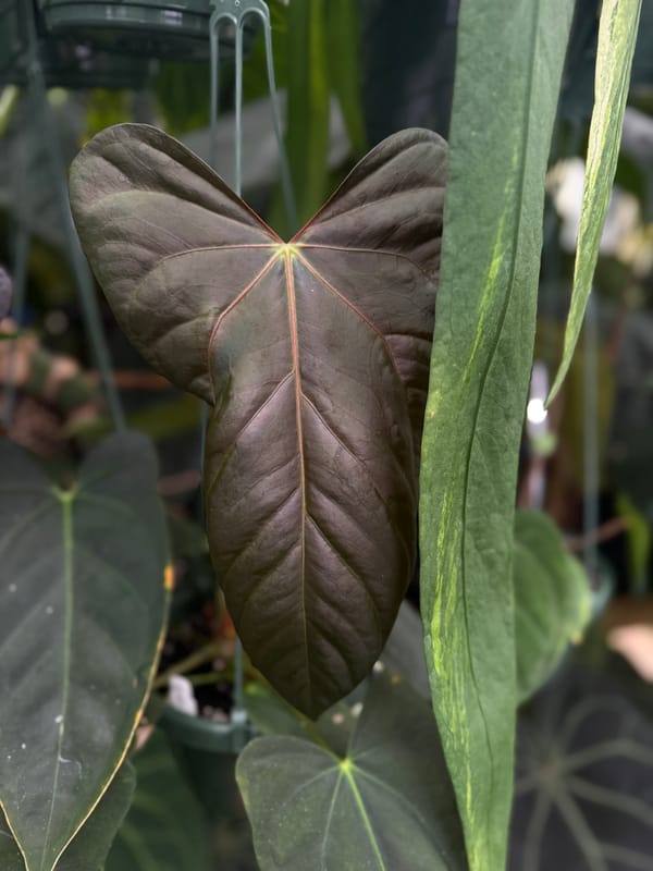 “Justin” x (papillilaminum “RLFS” x antolakii “Felix”) mother plant, photo 2 of 3