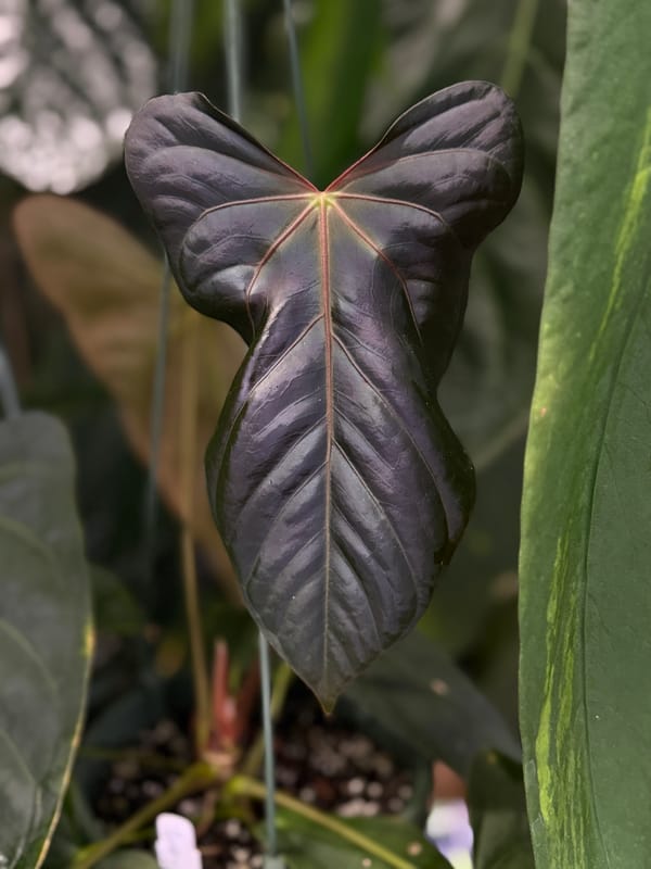 “Justin” x (papillilaminum “RLFS” x antolakii “Felix”) mother plant, photo 1 of 3