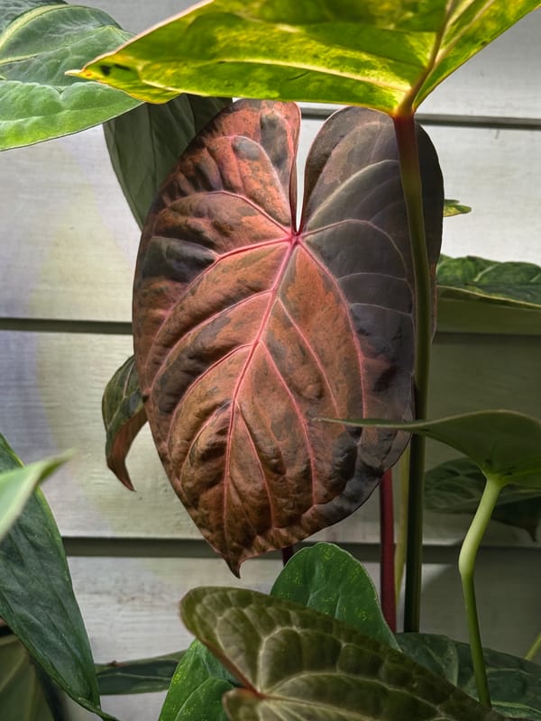 "Justin" x red crystal mother plant, photo 2 of 4