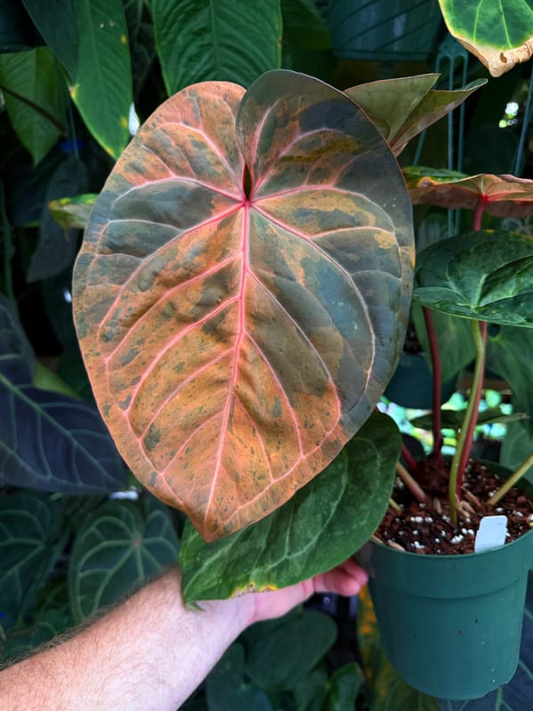 "Justin" x red crystal mother plant, photo 3 of 4