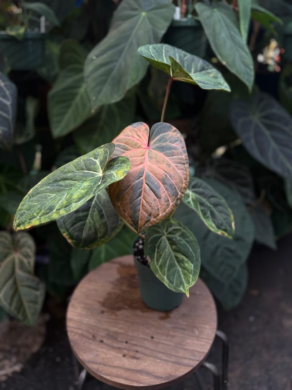 "Justin" x red crystal mother plant, photo 1 of 4