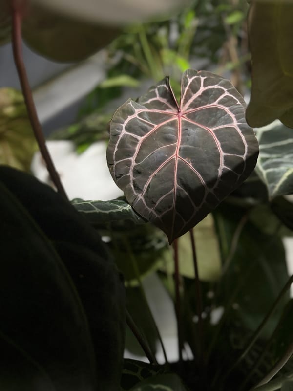 "Ketchup Socks" mother plant, photo 2 of 3