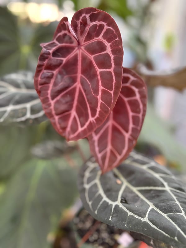 "Ketchup Socks" mother plant, photo 1 of 3