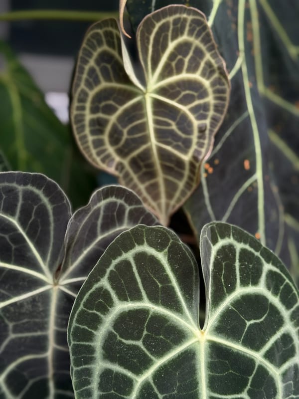 "King of Clarinervium" x self mother plant
