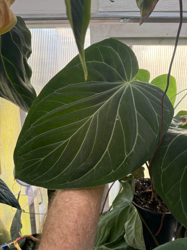 "King of Spades"/HU mother plant, photo 2 of 4