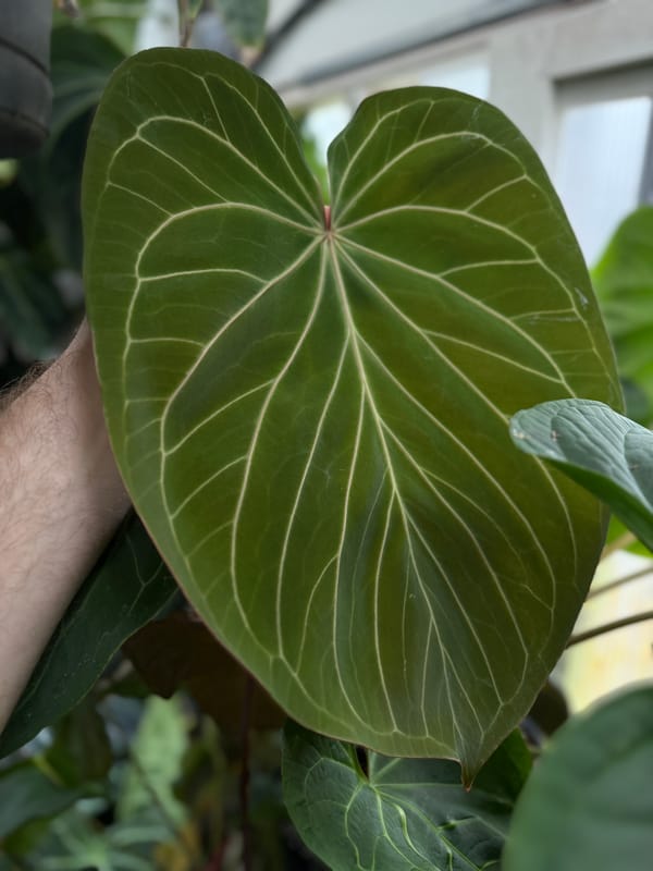 "King of Spades"/HU mother plant, photo 3 of 4