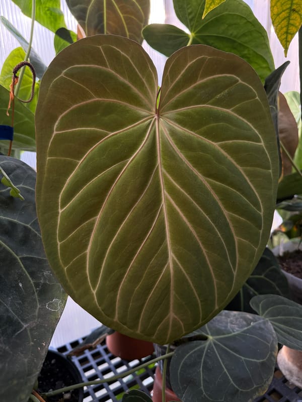 "King of Spades"/HU mother plant, photo 4 of 4