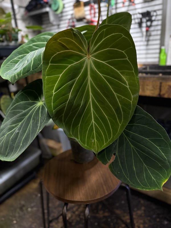 "King of Spades"/HU mother plant, photo 1 of 4