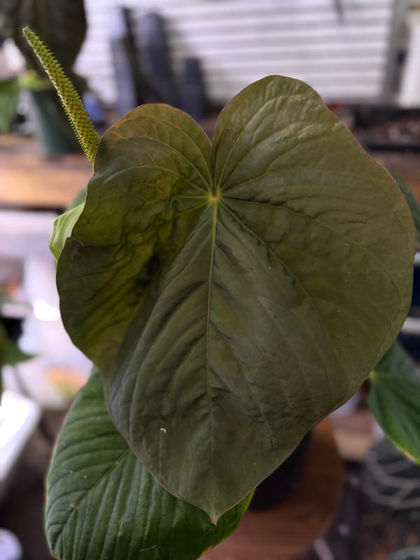Anthurium kunayalense PM5x3 mother plant, photo 2 of 5