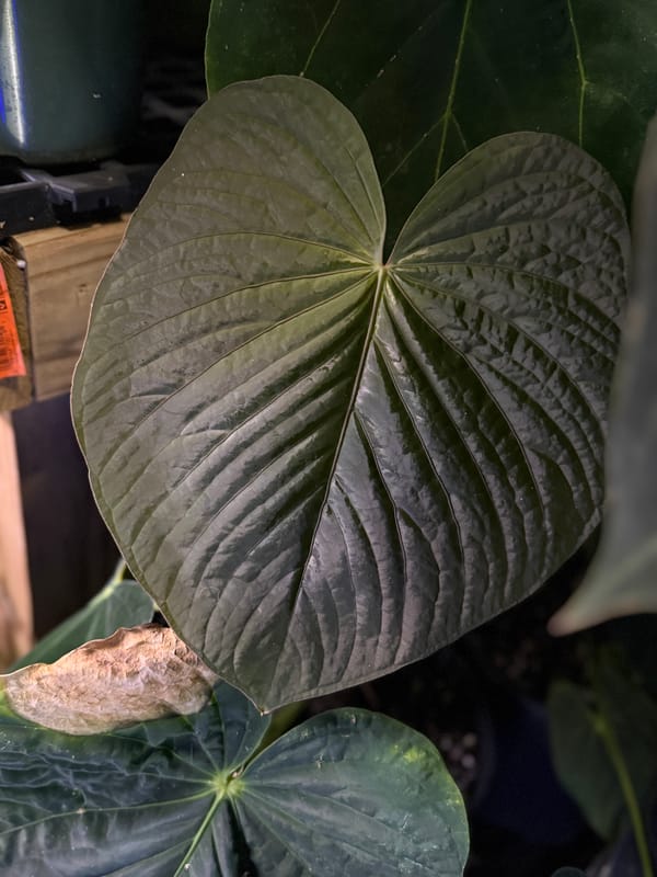 Anthurium kunayalense PM5x3 mother plant, photo 3 of 5