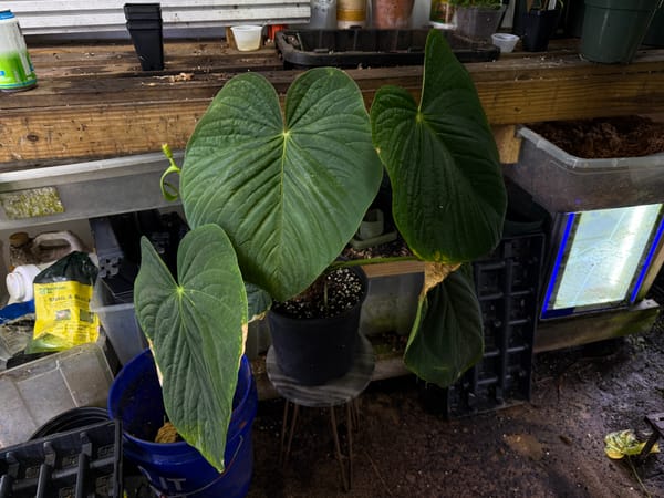 Anthurium kunayalense PM5x3 mother plant, photo 4 of 5