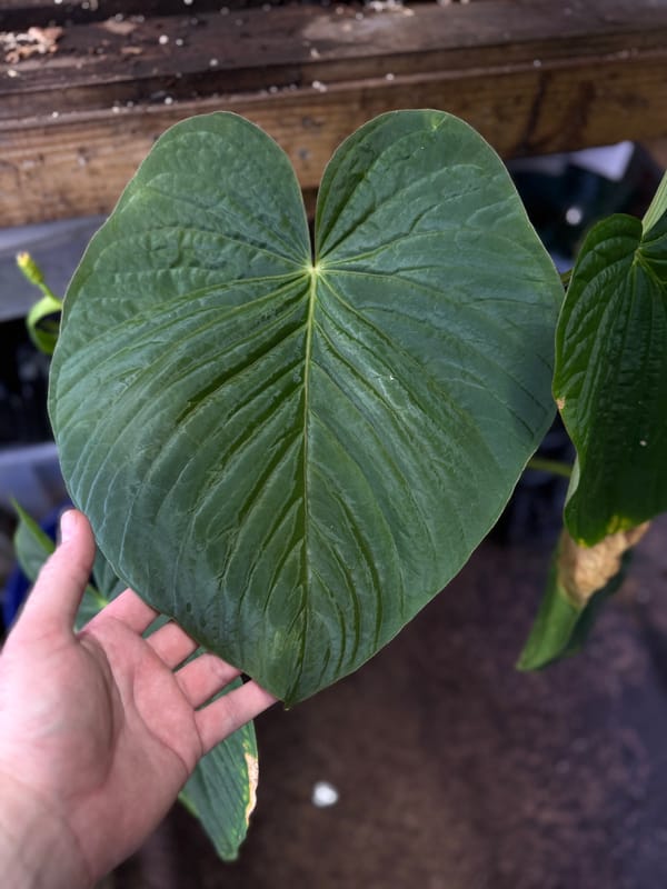 Anthurium kunayalense PM5x3 mother plant, photo 5 of 5