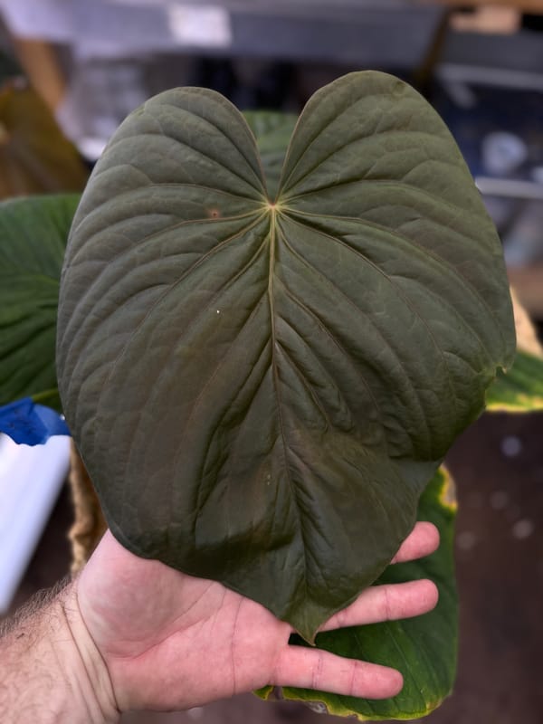 Anthurium kunayalense PM5x3 mother plant, photo 1 of 5