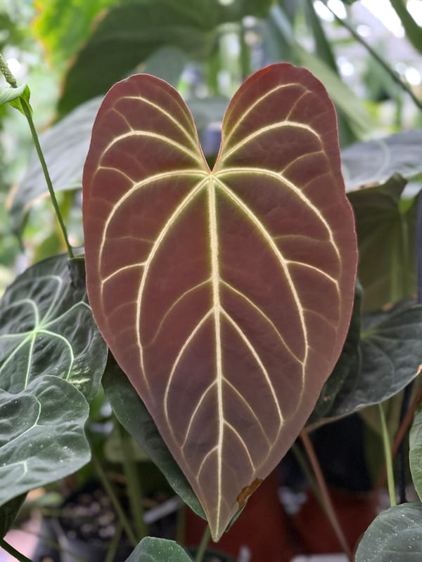 Anthurium aff besseae "Long" mother plant, photo 2 of 4