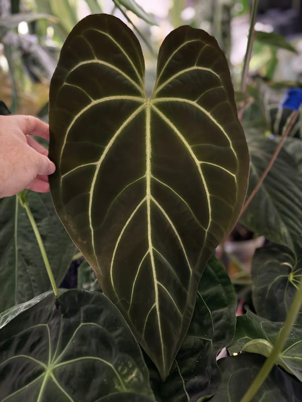 Anthurium aff besseae "Long" mother plant, photo 3 of 4