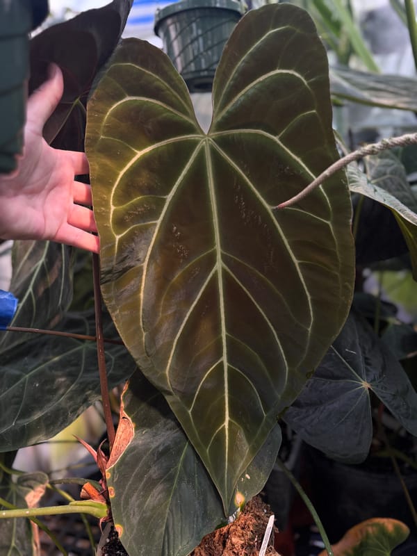 Anthurium aff besseae "Long" mother plant, photo 4 of 4