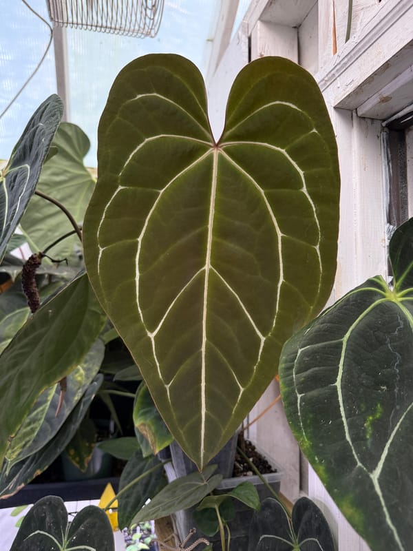 Anthurium aff besseae "Long" mother plant, photo 1 of 4