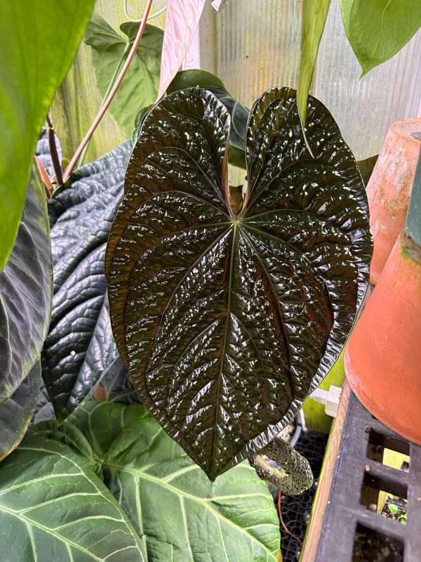 Anthurium luxurians mother plant, photo 2 of 2