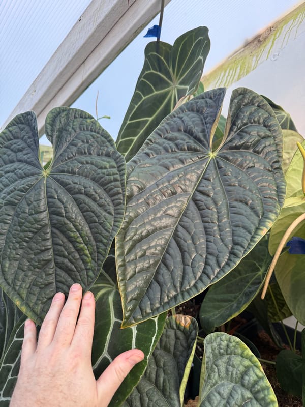 Anthurium luxurians mother plant, photo 1 of 2