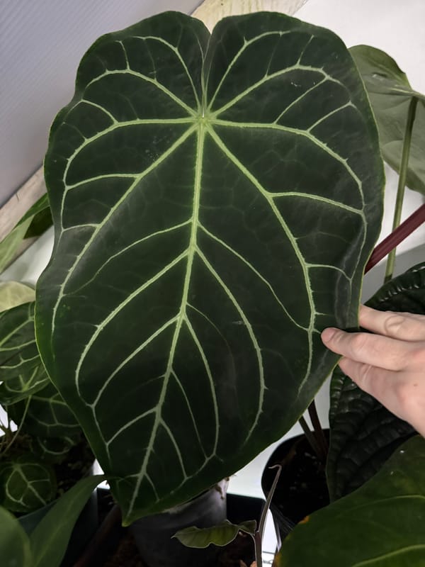 Anthurium magnificum x crystallinum mother plant, photo 2 of 3