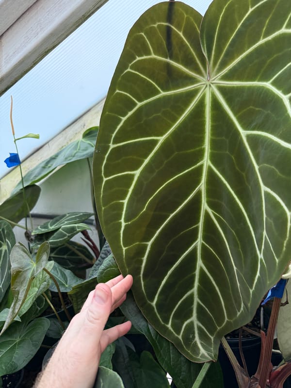 Anthurium magnificum x crystallinum mother plant, photo 3 of 3