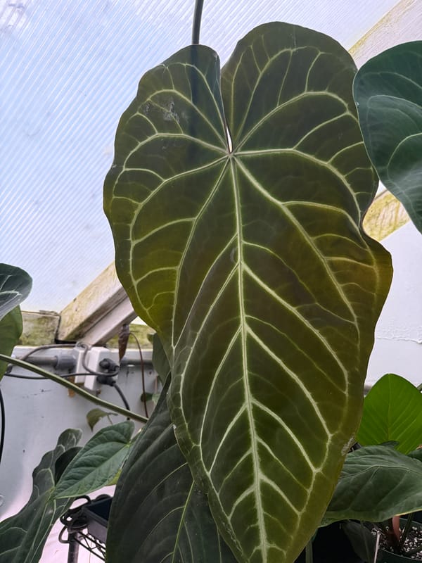 Anthurium magnificum x crystallinum mother plant, photo 1 of 3